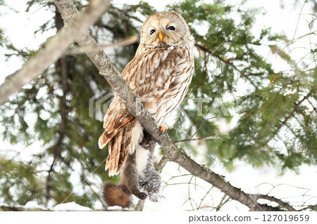 A Hokkaido owl perches on a branch, holding onto a Hokkaido squirrel in a park during the day in Hokkaido A Hokkaido owl perches on a branch, holding onto a Hokkaido squirrel in a park during the day in Hokkaido 127019659