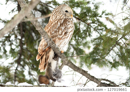 A Hokkaido owl perches on a branch, holding onto a Hokkaido squirrel in a park during the day in Hokkaido A Hokkaido owl perches on a branch, holding onto a Hokkaido squirrel in a park during the day in Hokkaido 127019661