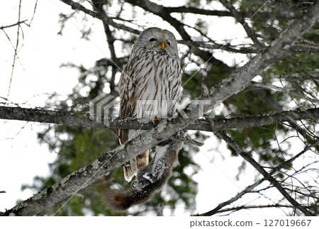 A Hokkaido owl perches on a branch, holding onto a Hokkaido squirrel in a park during the day in Hokkaido A Hokkaido owl perches on a branch, holding onto a Hokkaido squirrel in a park during the day in Hokkaido 127019667