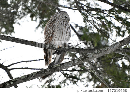 A Hokkaido owl perches on a branch, holding onto a Hokkaido squirrel in a park during the day in Hokkaido A Hokkaido owl perches on a branch, holding onto a Hokkaido squirrel in a park during the day in Hokkaido 127019668