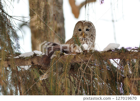 A Hokkaido owl perches on a branch, holding onto a Hokkaido squirrel in a park during the day in Hokkaido 127019670