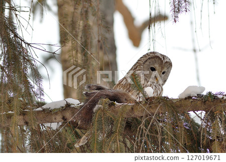 A Hokkaido owl perches on a branch, holding onto a Hokkaido squirrel in a park during the day in Hokkaido 127019671
