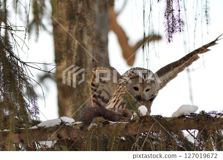 A Hokkaido owl perches on a branch, holding onto a Hokkaido squirrel in a park during the day in Hokkaido 127019672