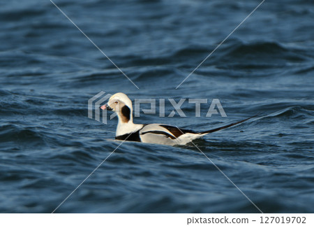 A male wild duck floating in Notsuke Bay, Hokkaido A male wild duck floating in Notsuke Bay, Hokkaido 127019702
