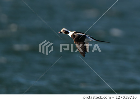 A male wild duck flies over Notsuke Bay in Hokkaido 127019716