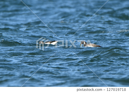A flock of Brent Geese eating seaweed in Notsuke Bay, Hokkaido 127019718