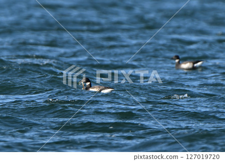 A flock of Brent Geese eating seaweed in Notsuke Bay, Hokkaido A flock of Brent Geese eating seaweed in Notsuke Bay, Hokkaido 127019720