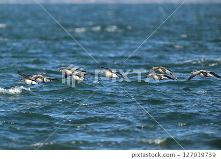 A flock of brent geese flying over Notsuke Bay, Hokkaido A flock of brent geese flying over Notsuke Bay, Hokkaido 127019739
