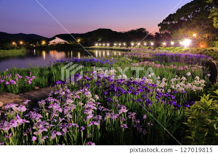 [Ehime Prefecture] Illumination of the Minamirakuen Iris Festival (Nishi Iris Garden) 127019815