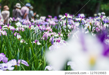 下雨天的鳶尾花園 127019983