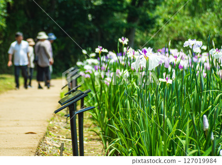 Iris garden on a rainy day 127019984