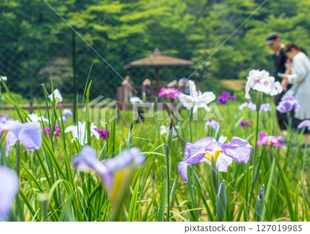 下雨天的鳶尾花園 127019985