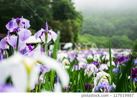 下雨天的鳶尾花園 127019987