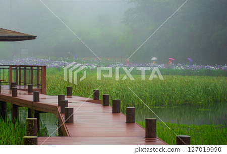 Iris garden on a rainy day 127019990