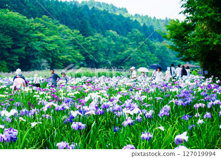 下雨天的鳶尾花園 下雨天的鳶尾花園 127019994