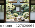 貓和邊緣 127020064