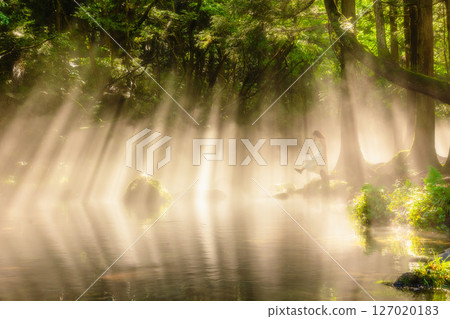 A fantastic morning: rays of light and a girl 127020183