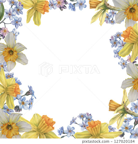 Spring daffodils, forget-me-nots, buds and leaves. Floral square frame with place for text. Hand drawn watercolor illustration of narcissus flowers on isolated background. Use for cards, branding Spring daffodils, forget-me-nots, buds and leaves. Floral square frame with place for text. Hand drawn watercolor illustration of narcissus flowers on isolated background. Use for cards, branding 127020184