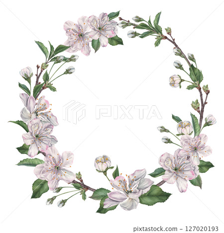 Round wreath created from delicate cherry blossoms, buds, leaves and twigs. Hand drawn watercolor illustration of snow-white petals on isolated background. Floral layout for tableware, wedding design Round wreath created from delicate cherry blossoms, buds, leaves and twigs. Hand drawn watercolor illustration of snow-white petals on isolated background. Floral layout for tableware, wedding design 127020193