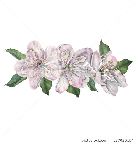 White cherry flowers with green leaves. Hand drawn watercolor illustration of the blooming flower on an isolated background. Botanical drawing for tableware, product packaging, cosmetics or cards 127020194