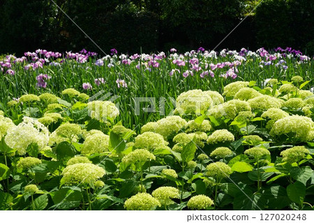 Scenery of Someya Iris Garden with hydrangeas and irises in full bloom Scenery of Someya Iris Garden with hydrangeas and irises in full bloom 127020248