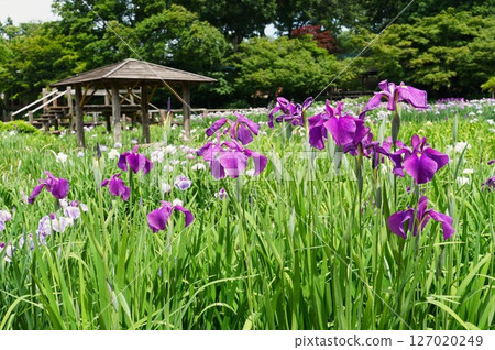Scenery of Someya Iris Garden with irises in full bloom 127020249
