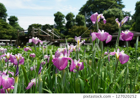Scenery of Someya Iris Garden with irises in full bloom Scenery of Someya Iris Garden with irises in full bloom 127020252