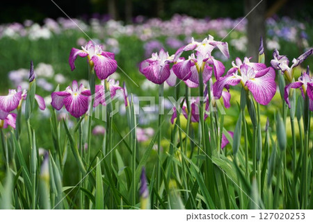 Scenery of Someya Iris Garden with irises in full bloom Scenery of Someya Iris Garden with irises in full bloom 127020253