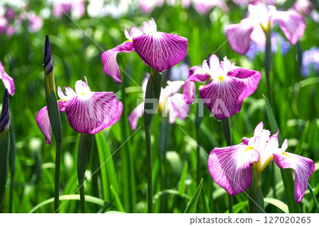 Scenery of Someya Iris Garden with irises in full bloom 127020265