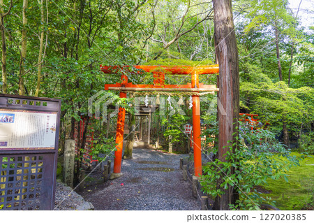 京都嵯峨野野宮神社境內的白福稻荷大明神鳥居 京都嵯峨野野宮神社境內的白福稻荷大明神鳥居 127020385
