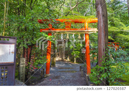 京都嵯峨野野宮神社境內的白福稻荷大明神鳥居 京都嵯峨野野宮神社境內的白福稻荷大明神鳥居 127020387