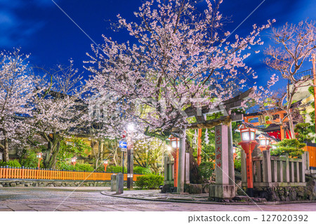 Kyoto, Gion Shirakawa, Tatsumi Daimyojin, cherry blossoms in full bloom at night 127020392
