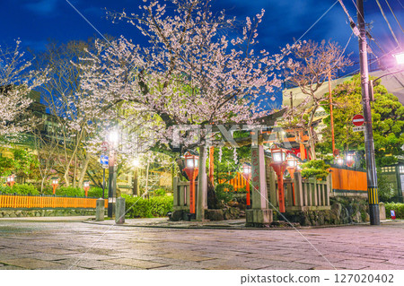 京都，只園白川，辰巳大明神，夜晚的櫻花盛開 127020402