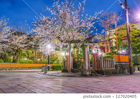 Kyoto, Gion Shirakawa, Tatsumi Daimyojin, cherry blossoms in full bloom at night Kyoto, Gion Shirakawa, Tatsumi Daimyojin, cherry blossoms in full bloom at night 127020405