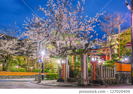 Kyoto, Gion Shirakawa, Tatsumi Daimyojin, cherry blossoms in full bloom at night Kyoto, Gion Shirakawa, Tatsumi Daimyojin, cherry blossoms in full bloom at night 127020409