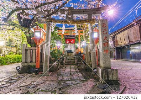 京都，只園白川，辰巳大明神，夜晚的櫻花盛開 127020412