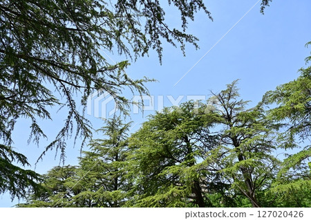 Cedar (Pinaceae) Evergreen conifer 127020426