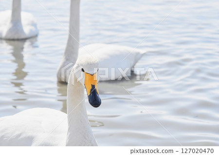 Swan visiting in spring in Hokkaido 127020470