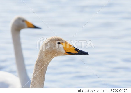 Swan visiting in spring in Hokkaido 127020471