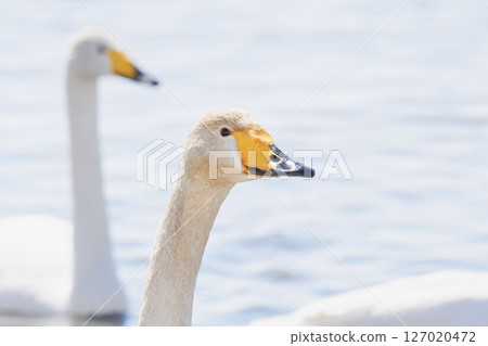 Swan visiting in spring in Hokkaido 127020472