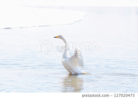 Swans that visit Hokkaido in spring, flapping their wings 127020473