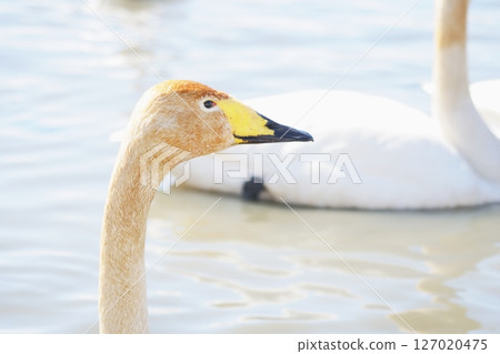 Swans visiting Hokkaido in spring dyed with the pigments of aquatic plants Swans visiting Hokkaido in spring dyed with the pigments of aquatic plants 127020475