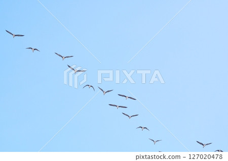 一群鵝在春天北海道北海道 127020478