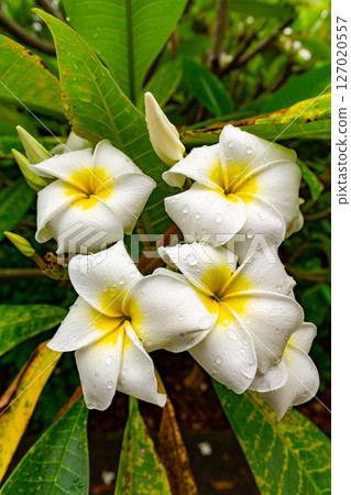 SINGAPORE - April 8 2025: View of Gardens by the Bay and Marina Bay Sands in Singapore 127020557