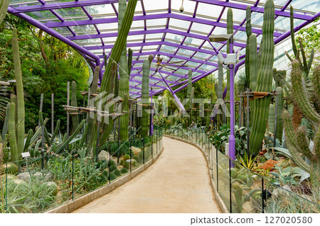 SINGAPORE - April 8 2025: View of Gardens by the Bay and Marina Bay Sands in Singapore SINGAPORE - April 8 2025: View of Gardens by the Bay and Marina Bay Sands in Singapore 127020580