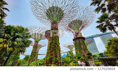 SINGAPORE - April 8 2025: View of Gardens by the Bay and Marina Bay Sands in Singapore 127020604