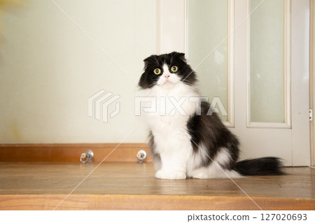 Scottish Fold Hachi Scottish Fold Hachi 127020693
