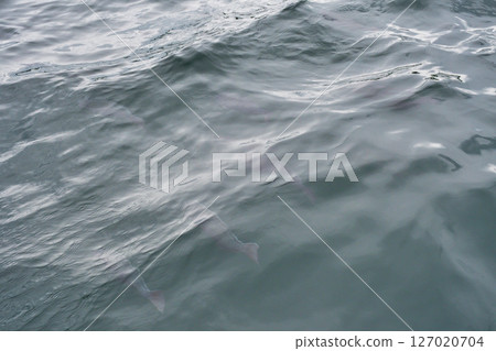 俳浦遊覽船：大型魚類聚集地（千葉縣鴨川市） 127020704