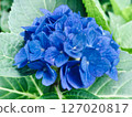Blue hydrangea 127020817