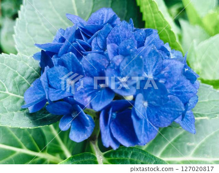 Blue hydrangea Blue hydrangea 127020817